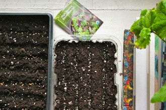 Seed Starting Annual Vegetables and Flowers